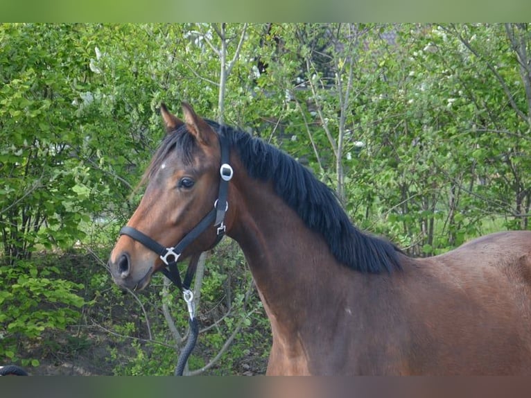 Koń westfalski Klacz 10 lat 164 cm Kasztanowata in Ankum