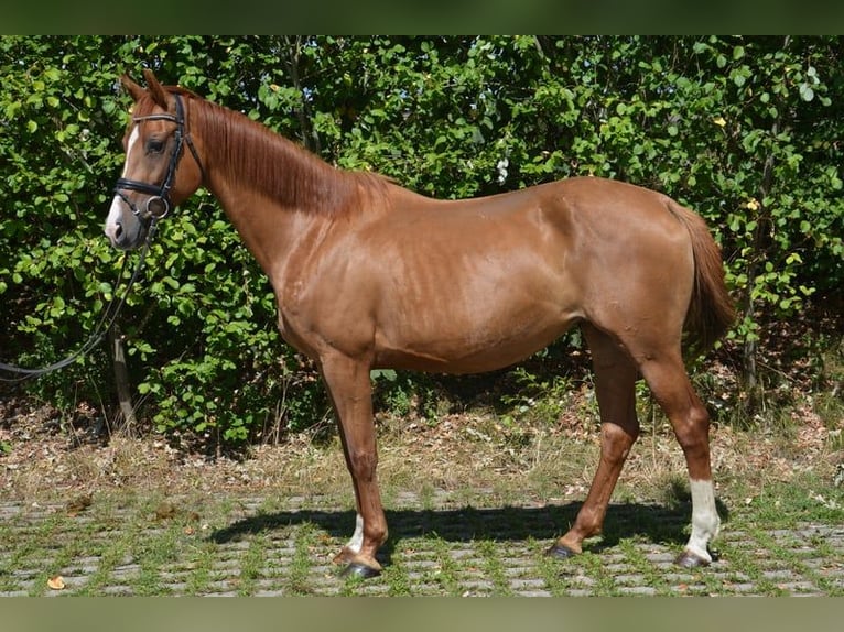 Koń westfalski Klacz 10 lat 164 cm Kasztanowata in Ankum