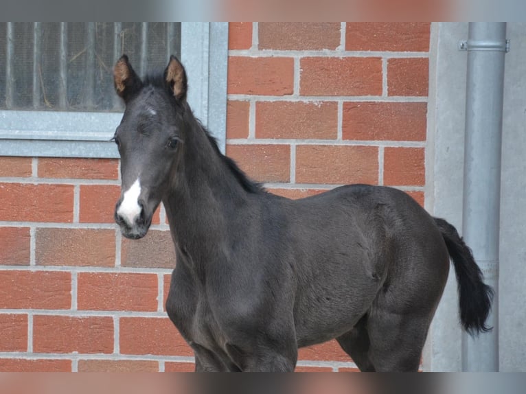 Koń westfalski Klacz 10 lat 164 cm Kasztanowata in Ankum