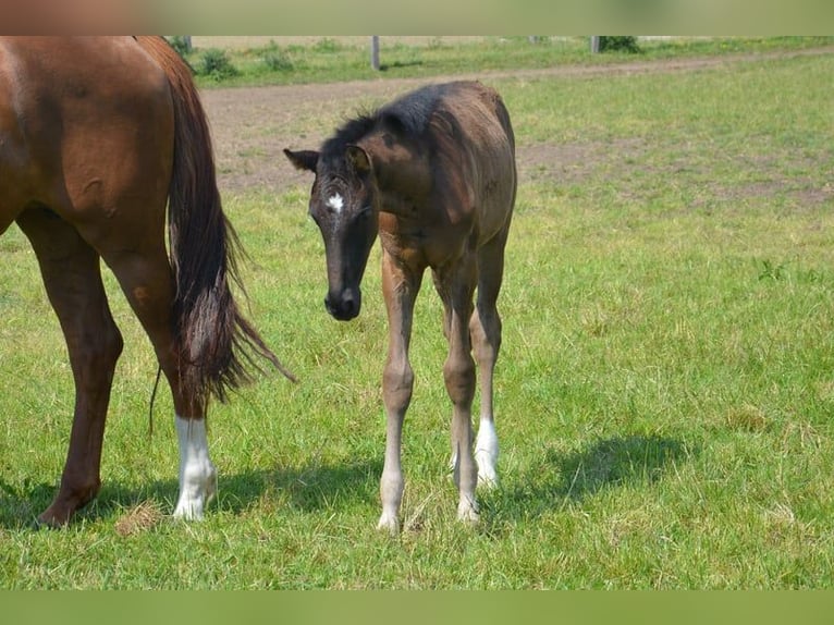 Koń westfalski Klacz 10 lat 164 cm Kasztanowata in Ankum