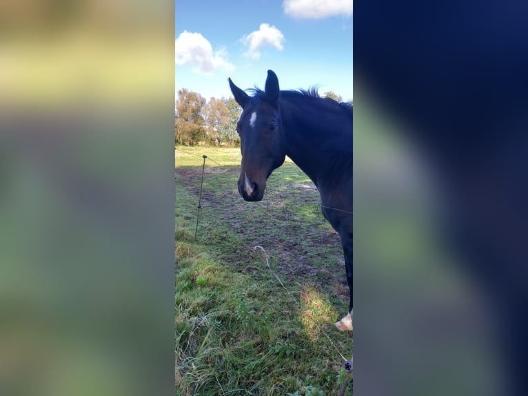 Koń westfalski Klacz 10 lat 165 cm Ciemnogniada in Delbrück