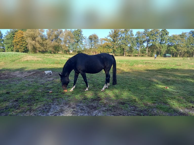 Koń westfalski Klacz 10 lat 165 cm Ciemnogniada in Delbrück