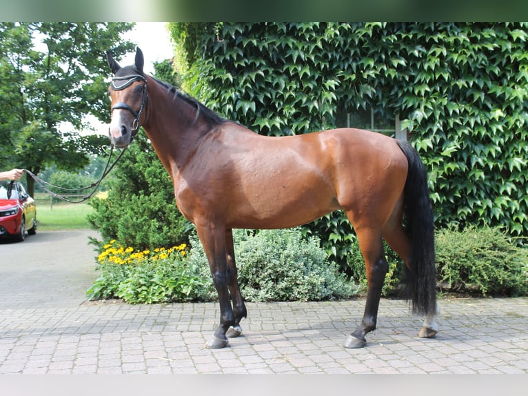 Koń westfalski Klacz 10 lat 165 cm Gniada in Herzebrock-Clarholz