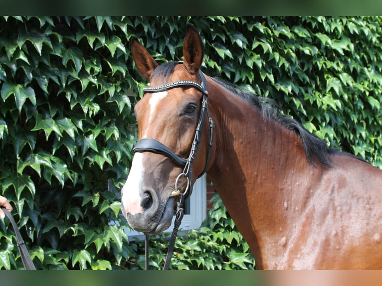 Koń westfalski Klacz 10 lat 165 cm Gniada in Herzebrock-Clarholz