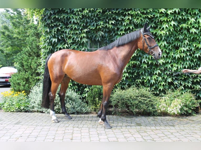 Koń westfalski Klacz 10 lat 165 cm Gniada in Herzebrock-Clarholz