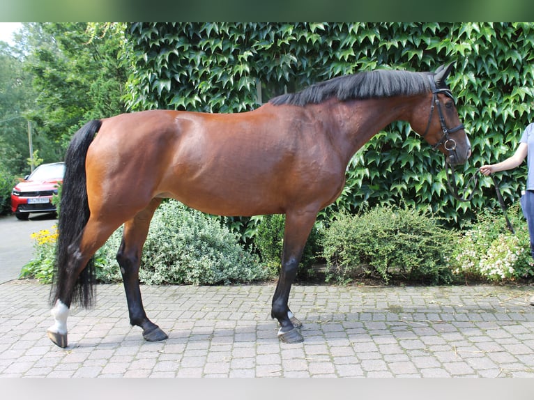 Koń westfalski Klacz 10 lat 165 cm Gniada in Herzebrock-Clarholz