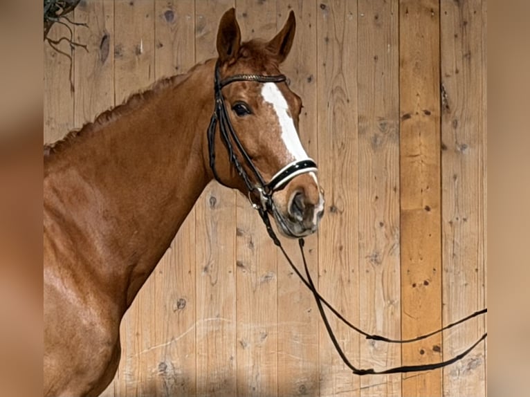 Koń westfalski Klacz 10 lat 165 cm  in Riedlingen