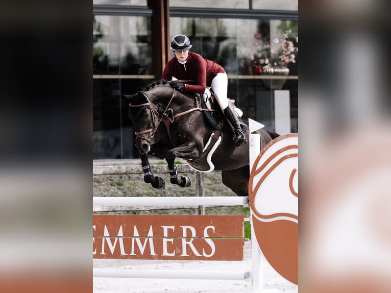 Koń westfalski Klacz 10 lat 166 cm Ciemnogniada in Thessaloniki