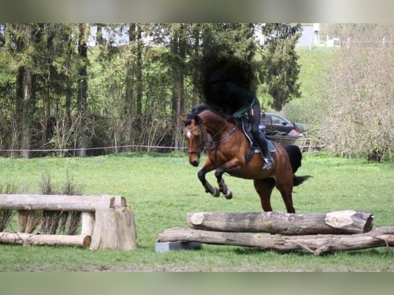 Koń westfalski Klacz 10 lat 166 cm Gniada in Altenberge