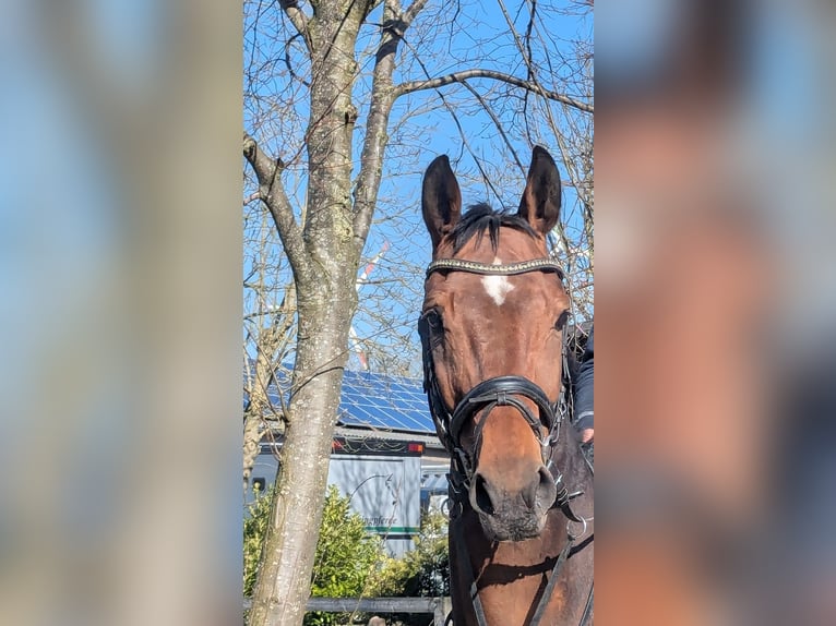 Koń westfalski Klacz 10 lat 166 cm Gniada in Altenberge