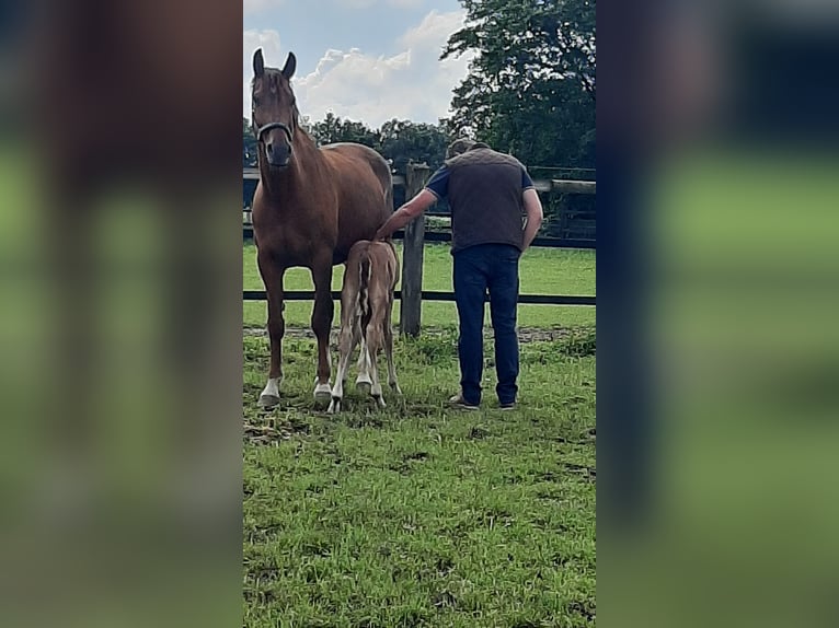 Koń westfalski Klacz 10 lat 166 cm Kasztanowata in Datteln