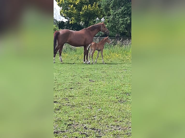 Koń westfalski Klacz 10 lat 166 cm Kasztanowata in Datteln