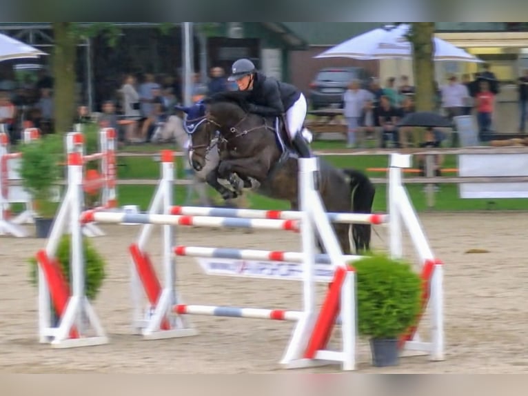 Koń westfalski Klacz 10 lat 167 cm Ciemnogniada in Rhede