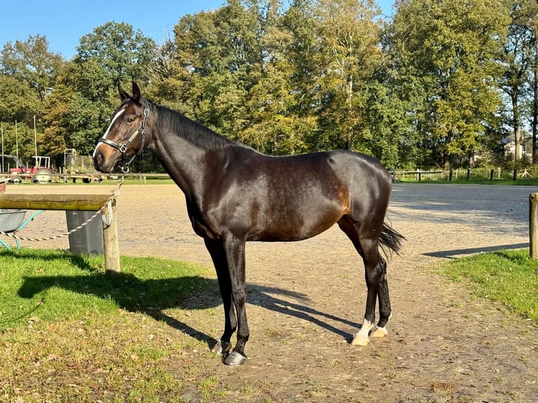 Koń westfalski Klacz 10 lat 167 cm Ciemnogniada in Rhede