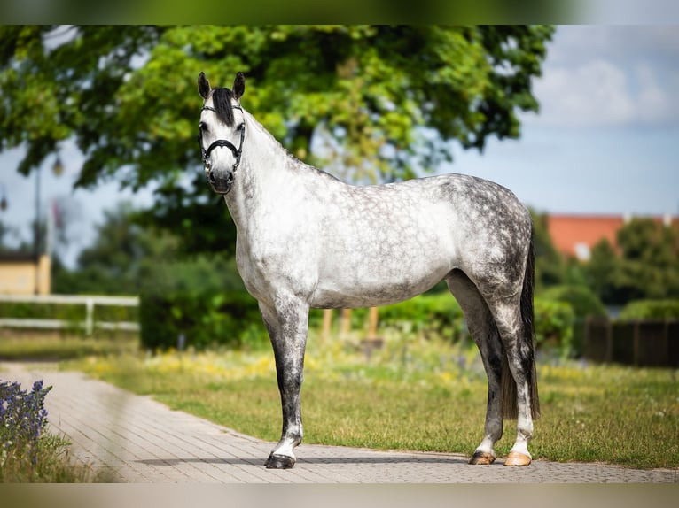 Koń westfalski Klacz 10 lat 167 cm Siwa jabłkowita in Wysin