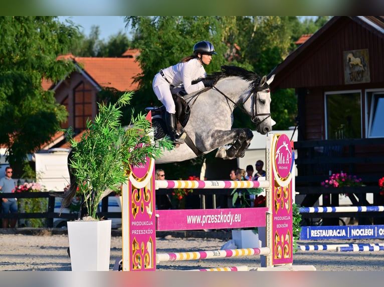 Koń westfalski Klacz 10 lat 167 cm Siwa jabłkowita in Wysin