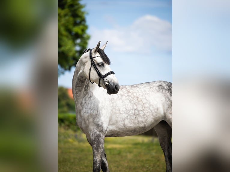 Koń westfalski Klacz 10 lat 167 cm Siwa jabłkowita in Wysin