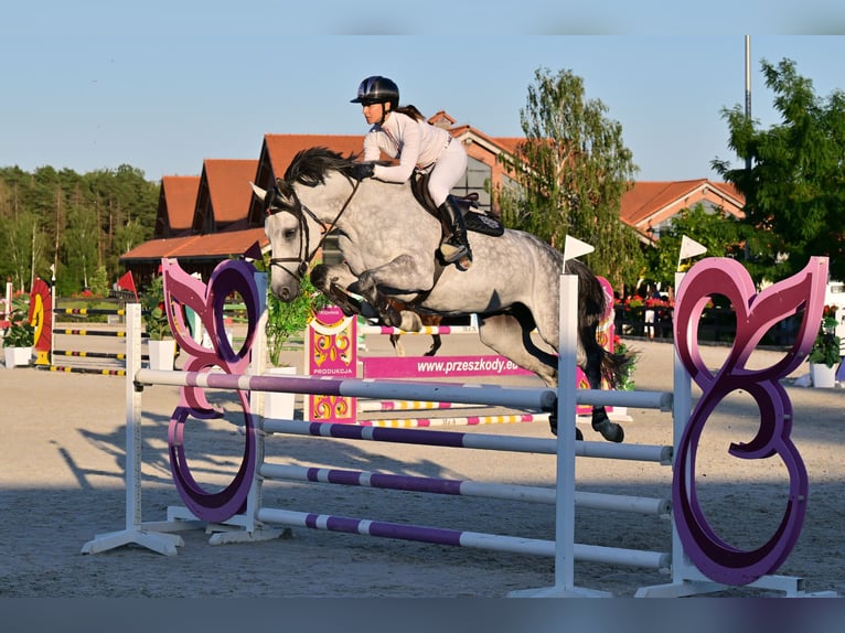 Koń westfalski Klacz 10 lat 167 cm Siwa jabłkowita in Wysin