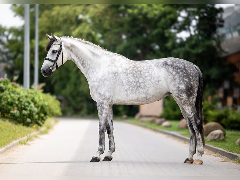 Koń westfalski Klacz 10 lat 167 cm Siwa jabłkowita in Wysin