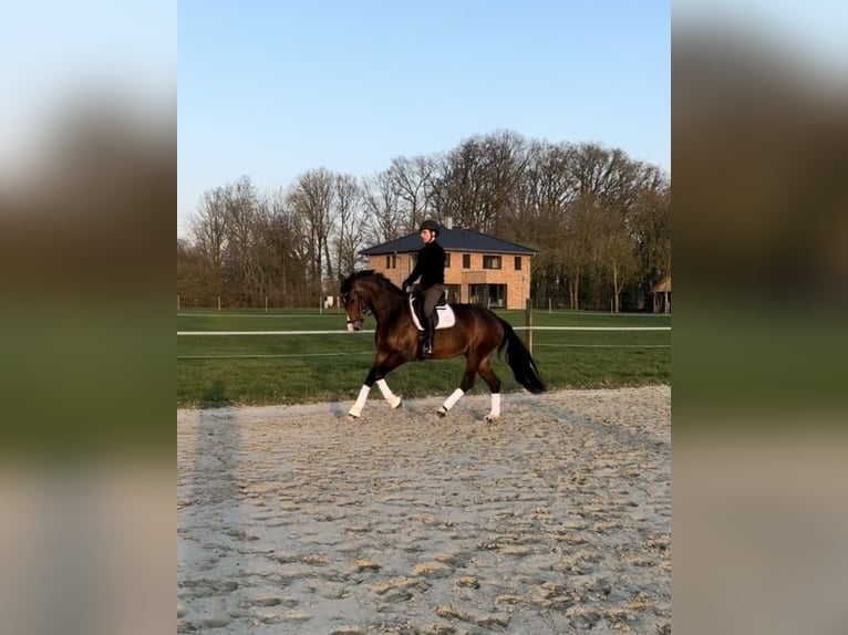 Koń westfalski Klacz 10 lat 168 cm Ciemnogniada in Münster