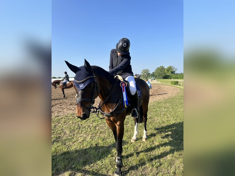 Koń westfalski Klacz 10 lat 168 cm Gniada in Gifhorn