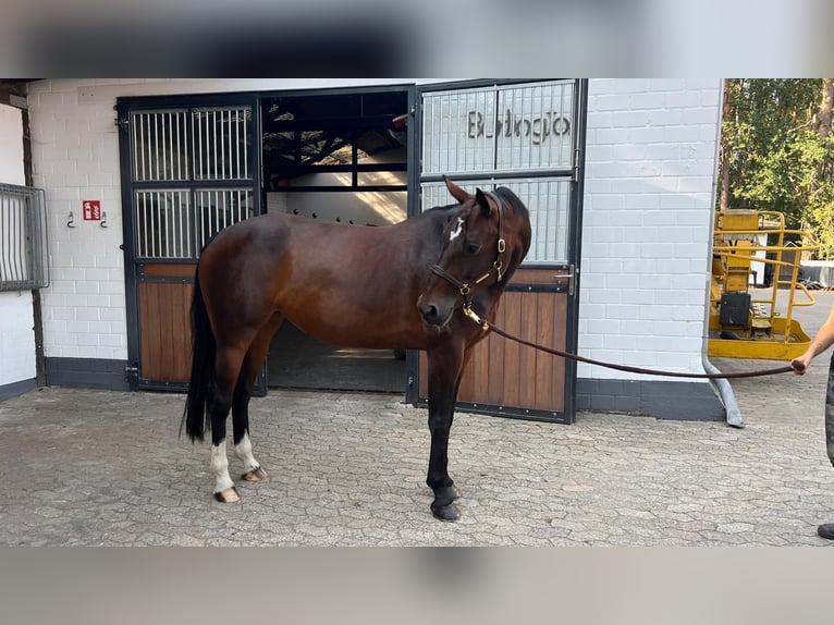 Koń westfalski Klacz 10 lat 168 cm Gniada in Gifhorn