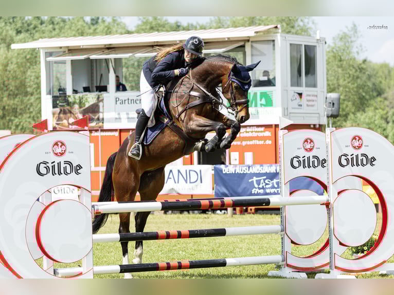 Koń westfalski Klacz 10 lat 168 cm Gniada in Gifhorn