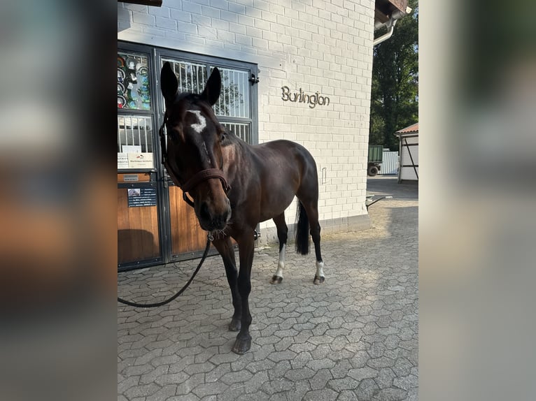 Koń westfalski Klacz 10 lat 168 cm Gniada in Gifhorn