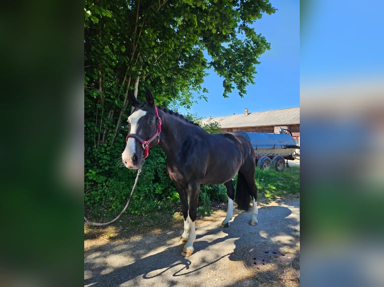 Koń westfalski Klacz 10 lat 168 cm Kara in Heidenheim an der Brenz