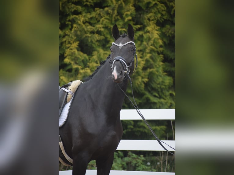 Koń westfalski Klacz 10 lat 168 cm Kara in Dätgen
