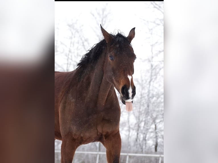 Koń westfalski Klacz 10 lat 169 cm Gniada in Wenden