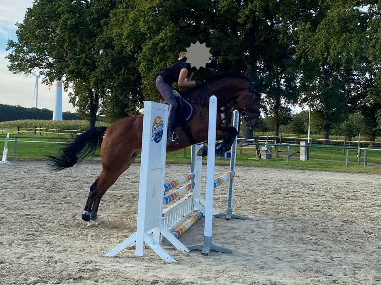 Koń westfalski Klacz 10 lat 169 cm Gniada in Haltern am See