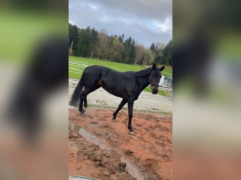 Koń westfalski Klacz 10 lat 170 cm Ciemnogniada in Möggers