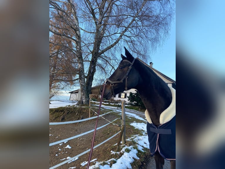 Koń westfalski Klacz 10 lat 170 cm Ciemnogniada in Möggers