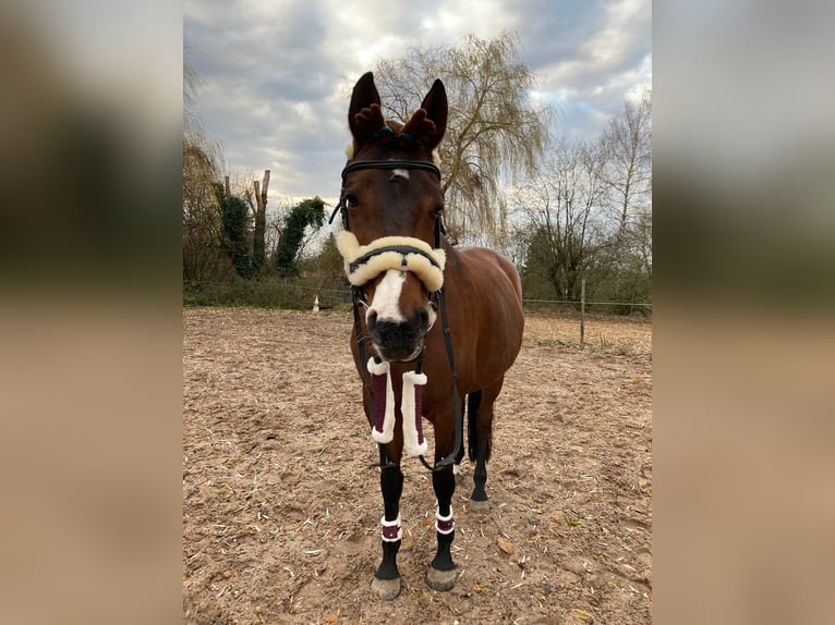 Koń westfalski Klacz 10 lat 170 cm Gniada in Ettlingen