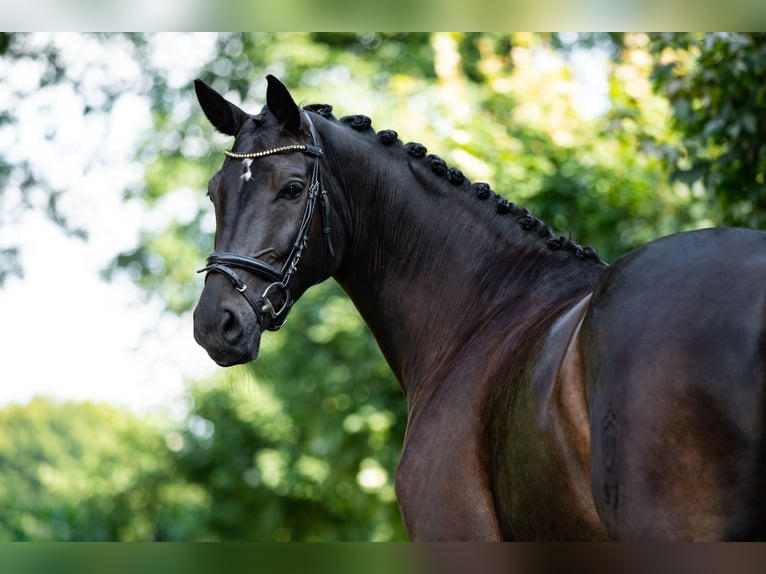 Koń westfalski Klacz 10 lat 170 cm Gniada in HeidenHeiden