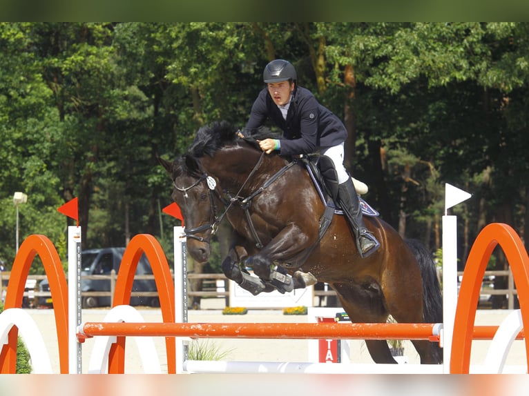 Koń westfalski Klacz 10 lat 170 cm Gniada in HeidenHeiden