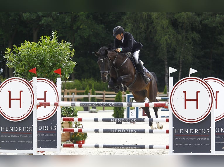 Koń westfalski Klacz 10 lat 170 cm Gniada in HeidenHeiden