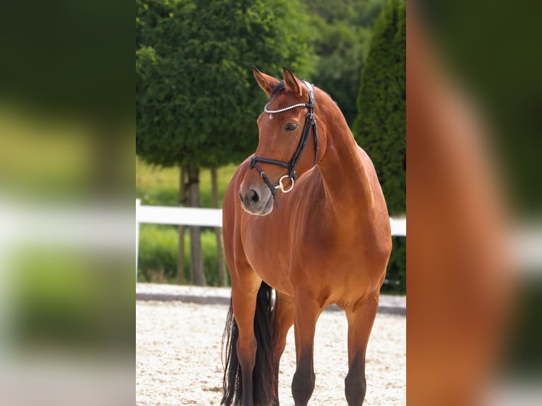 Koń westfalski Klacz 10 lat 170 cm Gniada in Schw&#xE4;bisch Hall