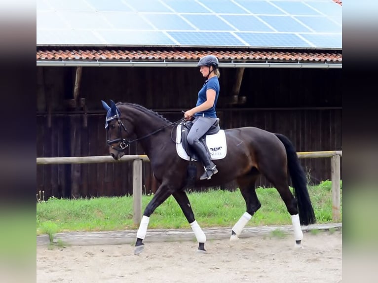 Koń westfalski Klacz 10 lat 170 cm Kara in Wellheim