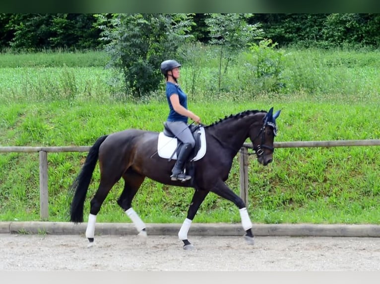 Koń westfalski Klacz 10 lat 170 cm Kara in Wellheim