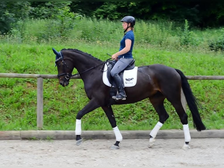 Koń westfalski Klacz 10 lat 170 cm Kara in Wellheim