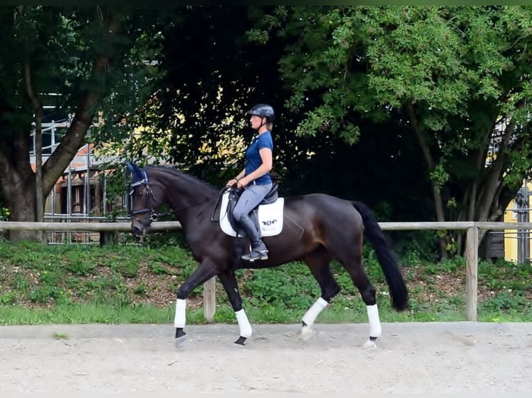 Koń westfalski Klacz 10 lat 170 cm Kara in Wellheim