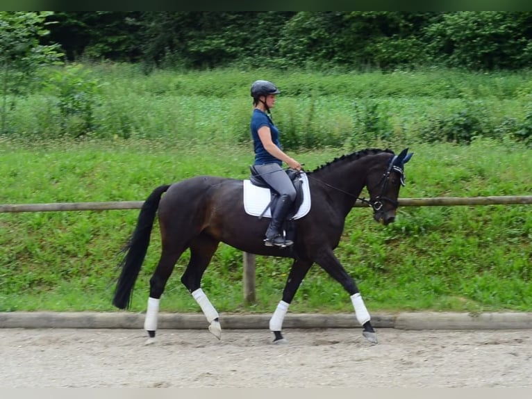 Koń westfalski Klacz 10 lat 170 cm Kara in Wellheim