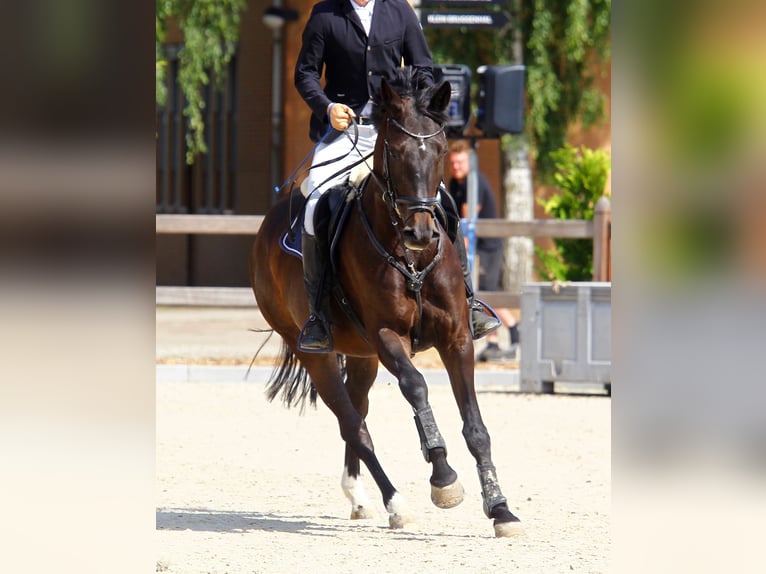 Koń westfalski Klacz 10 lat 170 cm in HeidenHeiden