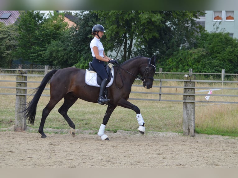 Koń westfalski Klacz 10 lat 170 cm Skarogniada in Witten