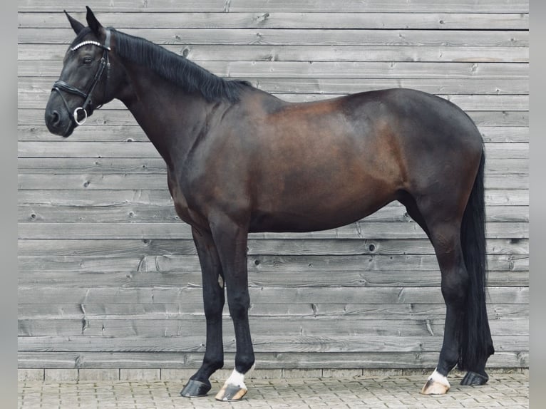 Koń westfalski Klacz 10 lat 170 cm Skarogniada in Witten