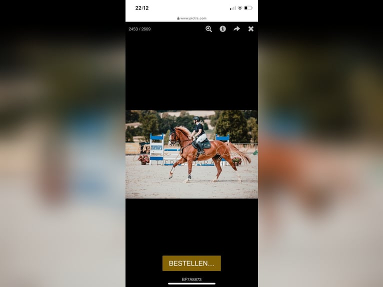 Koń westfalski Klacz 10 lat 171 cm Kasztanowata in Lahntal