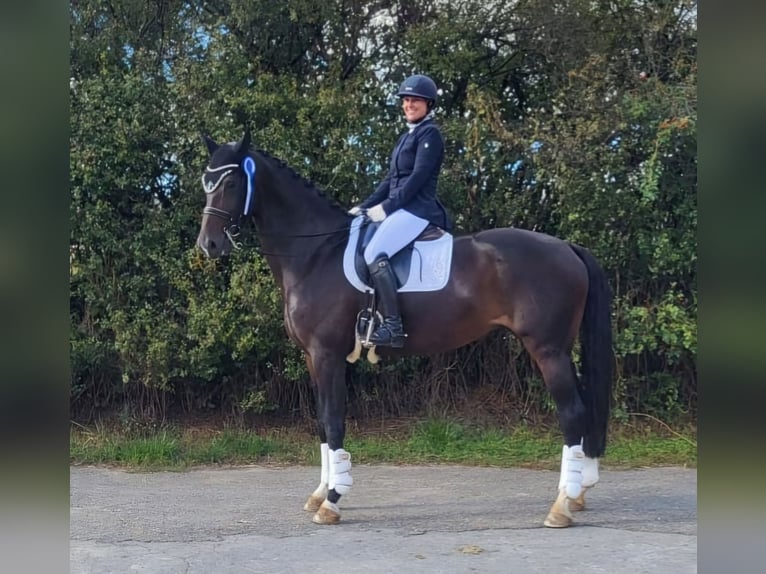 Koń westfalski Klacz 10 lat 172 cm Ciemnogniada in Sindelfingen