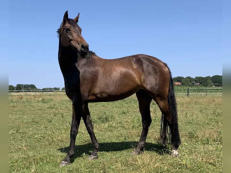 Koń westfalski Klacz 10 lat 172 cm Gniada in Coesfeld